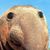 Beau Horton's profile image