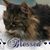 Kathleene Gottshall's profile image