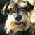Dominic Macgabhann's profile image
