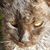 Michelle Russell Chisholm's profile image