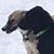 Laurie Kernan-Carey's profile image
