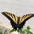 Bonnie Cabaniss Geswender's profile image