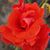 Michelle Phillips's profile image