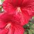 Janine Shackelford's profile image