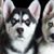 Sandi Butler's profile image