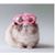 Tanya Hardin's profile image