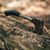 Nellysford Tree Removal Company's profile image