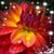 Misty Nelson's profile image