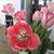 Velina Lujan's profile image