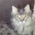 LC Kathy's profile image