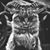 Rikki Schreiner's profile image
