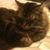 Rita Wyatt's profile image
