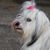 Laura Hoon Johnson's profile image