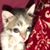 Judy Carl's profile image