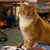 Sandra Bockus Stanley's profile image