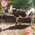 Wanda Reece Ring's profile image