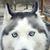 Lori Bernstein's profile image