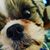 Rose DeLand's profile image