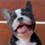 Drue Ellen Lawlor's profile image