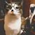 Melinda Allen's profile image