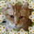 Nanci Donacki-Thompson's profile image