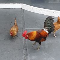 Renee Patteen's profile image