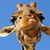 Reesa Huntridge's profile image
