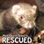 Alish Jodi Furkids's profile image