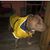Carolyn Tracy Langstrom's profile image