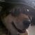 Diana Tackett Stull's profile image