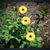Peggy Pitman's profile image
