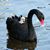 Sohila Naghsh Kimyachi's profile image
