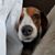 Lee Lazarus's profile image