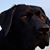 Julie McHenry's profile image