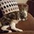 Susan Bamsch's profile image