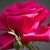 Nighat Javed's profile image