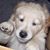Fran Hanafin Elliott's profile image