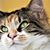Phyllis DeStephano Krall's profile image