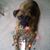 Gina Amelia Sasso's profile image