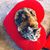 County Seat Veterinary Hospital LLC's profile image