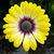 Ginny Bastas's profile image