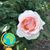 Albarodri Ruiz's profile image