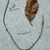 Calvin Woodum's profile image