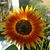 Rachel Clements's profile image