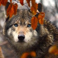 Bernie Wallace's profile image