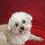 Lisa Rau's profile image