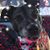 Kim Blencowe Crissey's profile image