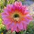Maura Hanley Perna's profile image