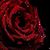 La Houda's profile image