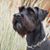 Clarke Isackson's profile image